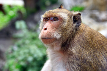 portrait of a monkey