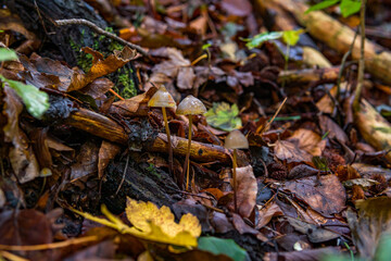 Various mushrooms fungus in the colorful autumn forest