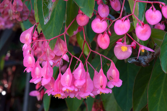 Sydney Australia, vibrant pink flowers of a begonia coccinea tree