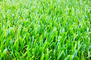 Fototapeta na wymiar green plastic grass