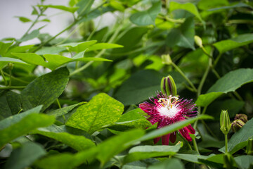 pink and white flower
