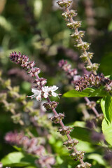 Sydney Australia, flower stems of a sweet basil plant