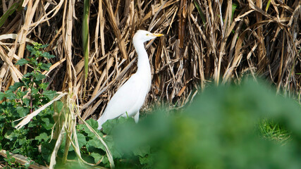 Cattle egret Bubulcus ibis in Spain