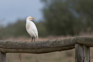 Cattle egret Bubulcus ibis in Spain