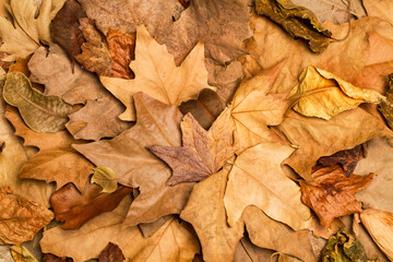 Fondo textura de hojas secas. Vista superior. Concepto: Otoño Invierno