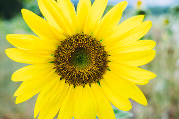 Obraz premium Close up sur un magnifique tournesol ouvert