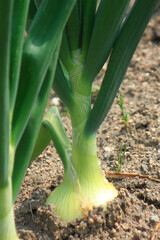 Obraz premium タマネギを植えた田んぼ