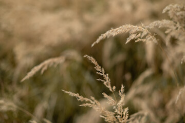 Fototapeta premium dry fluffy blade of grass in the field in autumn at sunlight yellow background