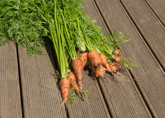 Bunch of Freshly Picked Home Grown Organic Carrots on a Background of Decking Boards in a Garden in Rural Devon, England, UK