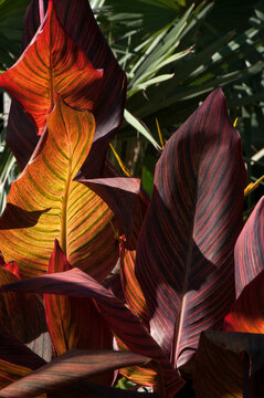 Sydney Australia, colorful leaves of a canna lily tropicanna