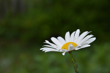 
Aphid