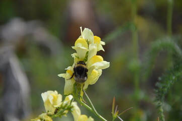 bee on a flower