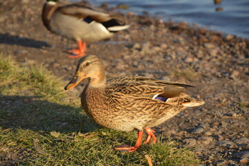 duck on the water