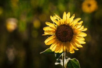 Magnifique tournesol dans un champ avec la lumière du soleil