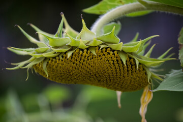 Erntezeit Sonnenblumen