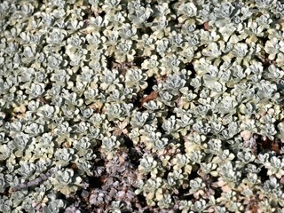 Ewartia, plante alpine d'Australie au jardin du Haut Chitelet dans les Vosges