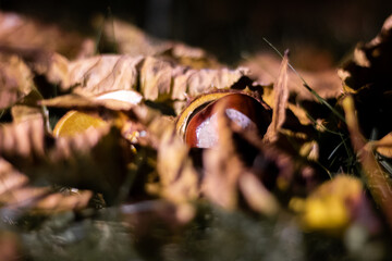 autumn leaves in the forest