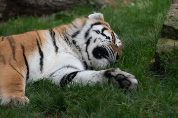 Schlafender Tiger. Tiger sind auch nur Katzen.
