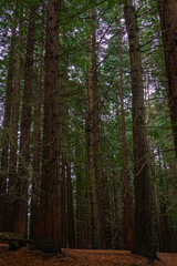Natural Monument of the Secuoyas of Monte Cabezón. Cantabria. Spain