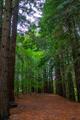 Fototapeta premium Natural Monument of the Secuoyas of Monte Cabezón. Cantabria. Spain
