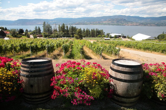 View of vineyards and wine country landscape along Okanagan lake in Kelowna, BC, Canada.