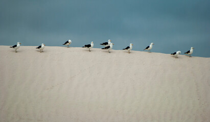 seagulls on the beach