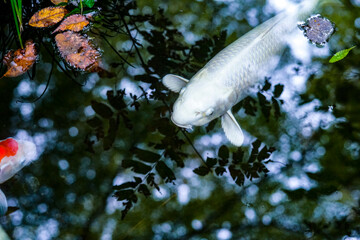 Kakunodate in Akita, 2020.