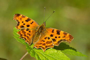 C-blanca (Polygonia c-album), mariposa de color naranjo sobre la hoja con fondo verde.
