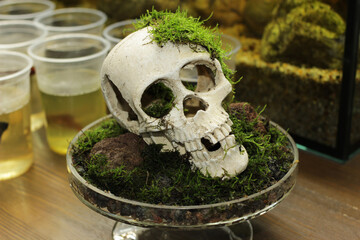 Gypsum model of a human skull on a glass stand, decoration for an aquarium or Halloween celebration.