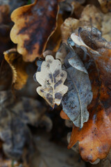 The texture of fallen oak leaves close up