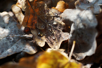 The texture of fallen oak leaves close up