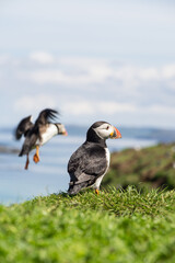 Atlantic puffins, the common puffin, seabird in the auk family, on the Treshnish Isles in Scotland UK
