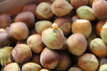noisettes et son asticot