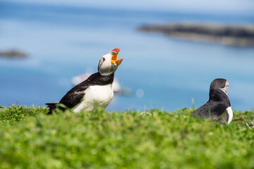 Atlantic puffins, the common puffin, seabird in the auk family, on the Treshnish Isles in Scotland UK