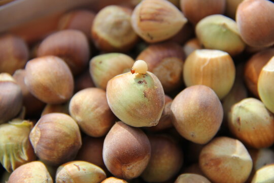 noisettes et son asticot