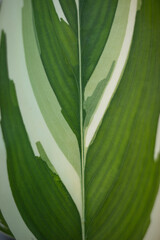 Surface of white and green leaf in closeup vertically