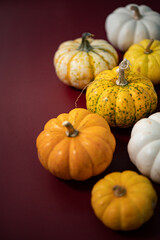 Colorful Pumpkins, Fall and Autumn Theme, Harvest, Halloween, Thanksgivings