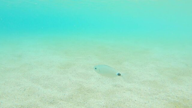 White seabream fish swimming in a transparent water