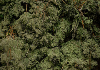 An Empty Dark Green Forest Surface Covered with Moss and Pine Needles Close-up can be used as a Background or Texture.