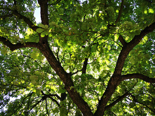 old chestnut tree texture