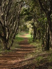 footpath in the woods