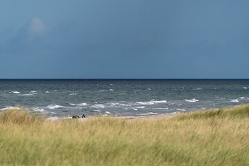 Sea birds on Darsser Ort in Germany