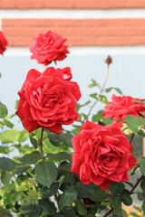 Obraz premium Blooming red rose bush against a stone wall.