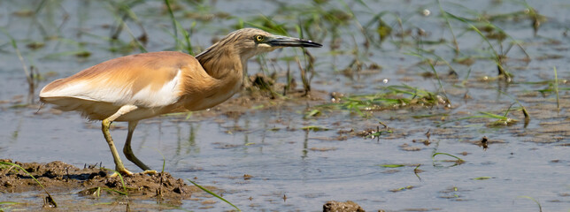 Bittern searching for small fish over flooded rice field