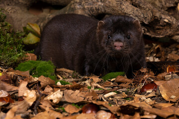 Brown European mink or nerts from a fur farm in an autumn forest landscape