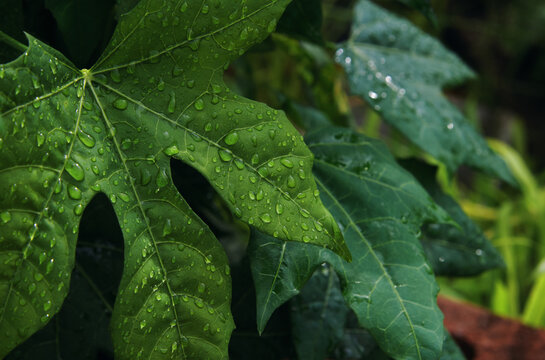 The raindrops on the chaya leaves