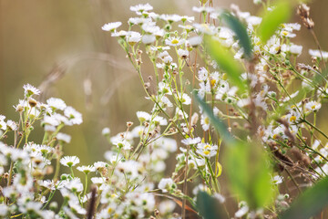 Small white daisies in the field. Soft focus.