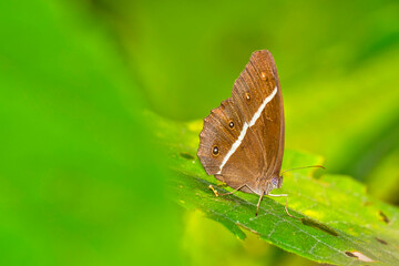 Fototapeta na wymiar Butterfly, Riverine Forest, Royal Bardia National Park, Bardiya National Park, Nepal, Asia
