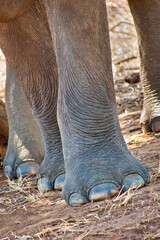 Obraz premium Sri Lankan Elephant, Elephas maximus maximus, Udawalawe National Park, Sri Lanka, Asia
