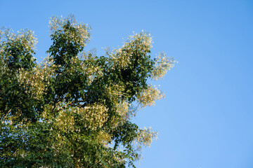 Blossom fragrance Millingtonia Hortensis against blue sky background.